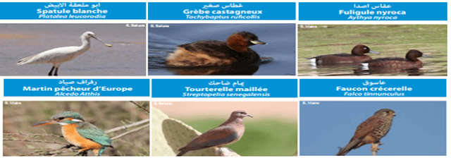 صورة 2: بعض أنواع الطيور الموجودة بضاية دار بوعزة (المصدر : كتيب ضاية دار بوعزة، تراث طبيعي يجب الحفاظ عليه) صورة 2: بعض أنواع الطيور الموجودة بضاية دار بوعزة (المصدر : كتيب ضاية دار بوعزة، تراث طبيعي يجب الحفاظ عليه)