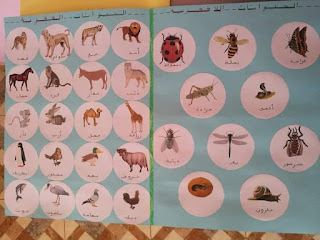 مشروع الحيوانات الفقرية اللافقرية